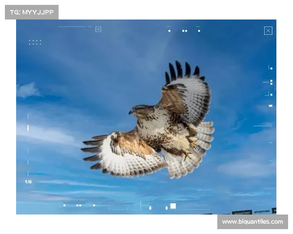 鹰击长空1中文版下载的五个关键步骤及注意事项